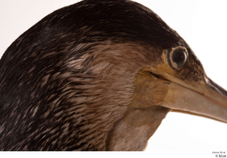 Double-crested cormorant Phalacrocorax auritus eye head 0005.jpg